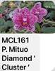 Phal. Mituo Diamond Cluster